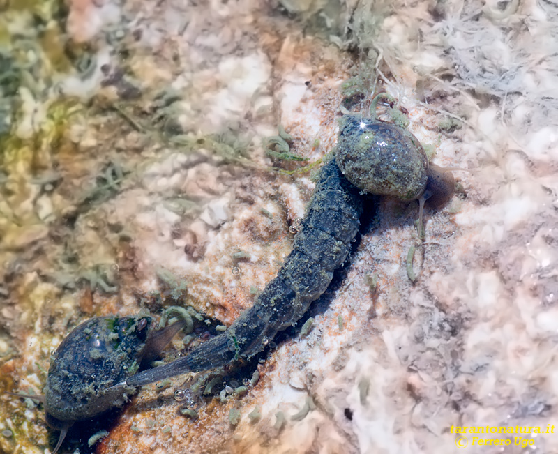 Larva di Stratiomyidae ?